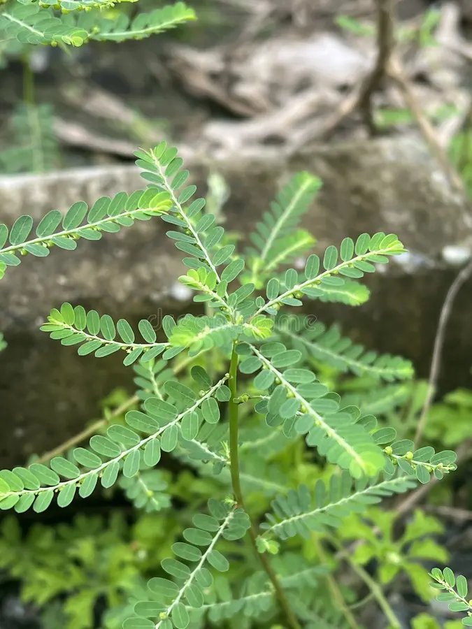 Phyllanthus amarus